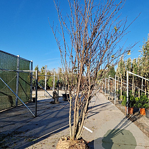 Cercis siliquastrum 200-250 cm draadkluit meerstammig solitair