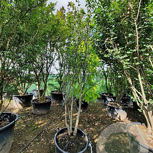 Cercis siliquastrum 300-350 cm container meerstammig