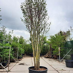 Cercis siliquastrum 500-550 cm container meerstammig