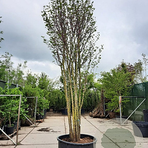 Cercis siliquastrum 500-550 cm container meerstammig