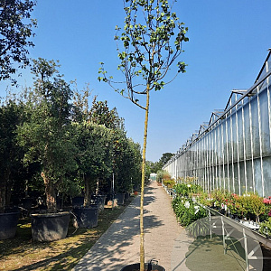 Cercis siliquastrum 200 cm stam container 12-14