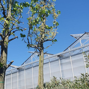 Cercis siliquastrum 200 cm stam container 20-25 leiboom