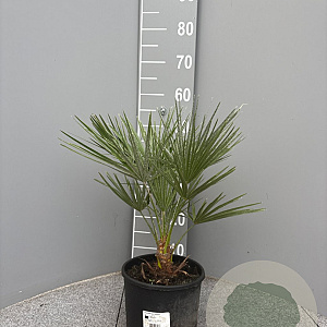 Chamaerops humilis 20-30 cm 3,0L