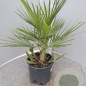 Chamaerops humilis 40-50 cm 6L