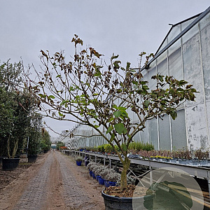 Clerodendrum trichotomum 200-250 cm container struik solitair