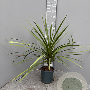 Cordyline australis gm 4,0L