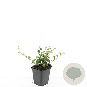 Cotoneaster dammeri GM P9