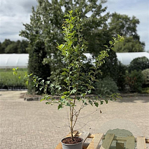 Crataegus monogyna 80-100 cm 2,0L
