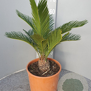 Cycas revoluta GM C6L