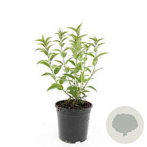 Deutzia gracilis GM C1.3