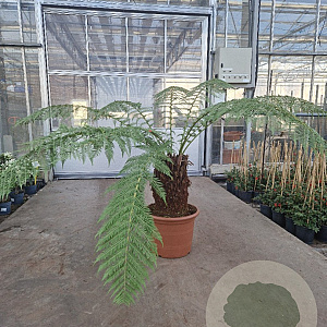 Dicksonia antarctica 50 cm stam container