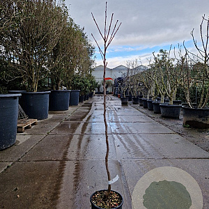 Diospyros kaki 100 cm stam 10L