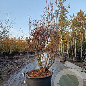 Enkianthus campanulatus 125-150 cm cont. 65L solitair