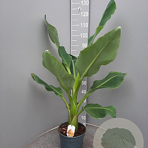 Ensete lasiocarpa GM C6L
