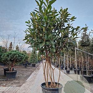 Eriobotrya japonica 250-300 cm cont. 130L meerstammig