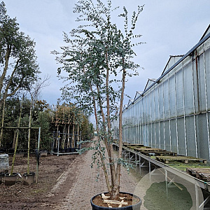 Eucalyptus gunnii 350-400 cm cont. 150L meerstammig