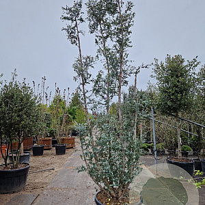 Eucalyptus gunnii Azura 300-350 cm cont. 150L meerstammig