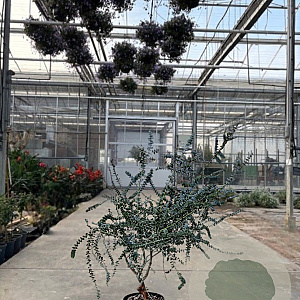 Eucalyptus pulverulenta 'Baby Blue' 140-160 cm 25L