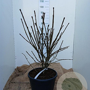 Euonymus alatus 80-100 cm 20L najaarspotting