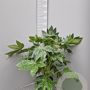 Fatsia japonica 60-80 cm 10L