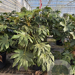 Fatsia japonica 120-140 cm 50L