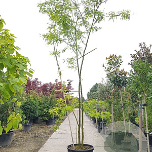 Gleditsia triacanthos inermis 450-500 cm container meerstammig