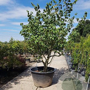 Hamamelis mollis 250-300 cm container meerstammig Bladkleur
