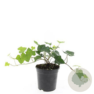 Hedera hibernica GM C1.3