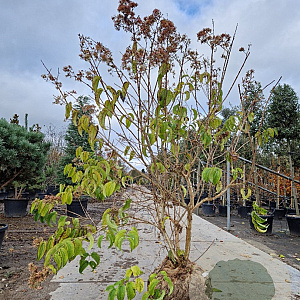 Heptacodium miconioides 175-200 cm draadkluit extra