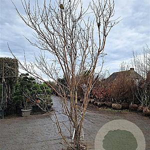 Heptacodium miconioides 250-300 cm draadkluit meerstammig solitair