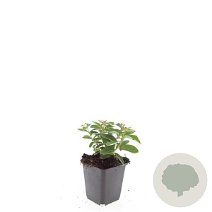 Hypericum calycinum GM P9