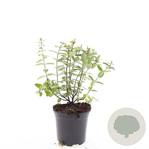 Hypericum dummeri 'Peter Dummer' GM C1.3