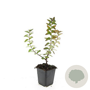 Hypericum dummeri 'Peter Dummer' GM P9