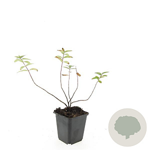 Hypericum dummeri 'Peter Dummer' GM P9