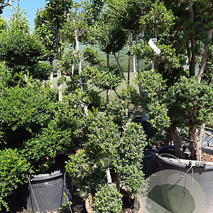 Ilex crenata 'Kimmei' 120-140 cm container paraplu