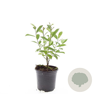 Itea virginica GM C1.3