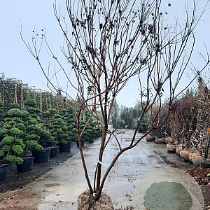 Koelreuteria paniculata 300-350 cm draadkluit meerstammig solitair
