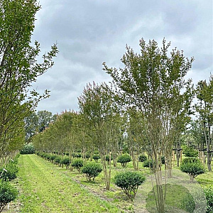 Lagerstroemia indica 400-450 cm draadkluit meerstammig