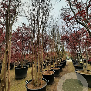 Lagerstroemia indica 450-500 cm container meerstammig