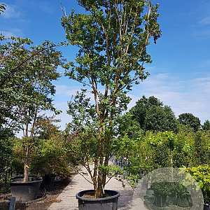 Lagerstroemia indica 500-550 cm container meerstammig