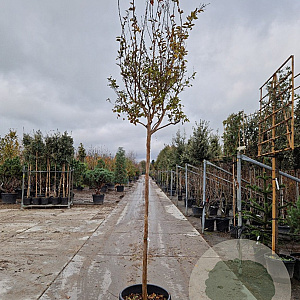 Lagerstroemia indica 180 cm stam container 12-14 leiboom