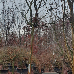 Lagerstroemia indica 180 cm stam container 20-25