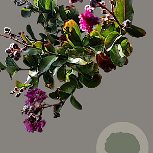 Lagerstroemia indica 180 cm stam container 20-25