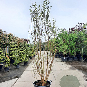 Lagerstroemia Dynabite 250-300 cm container meerstammig