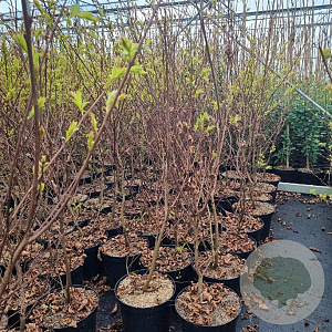 Lagerstroemia 'Natchez' 80-100 cm 7,5L