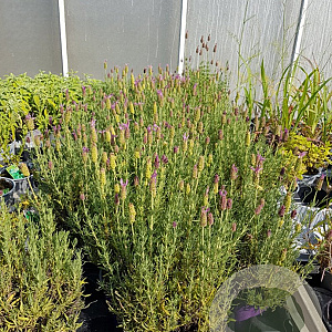 Lavandula stoechas P14