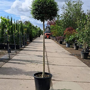 Ligustrum delavayanum 120 cm stam container bol