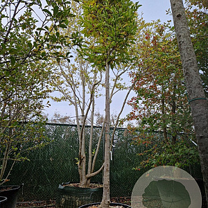 Magnolia kobus 200 cm stam container 18-20 leiboom