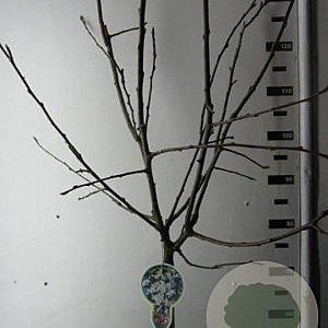 Malus 'Red Sentinel' 120 cm stam 10L