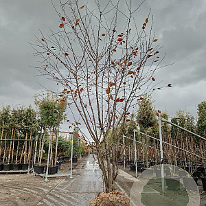 Malus toringo 300-350 cm draadkluit meerstammig solitair